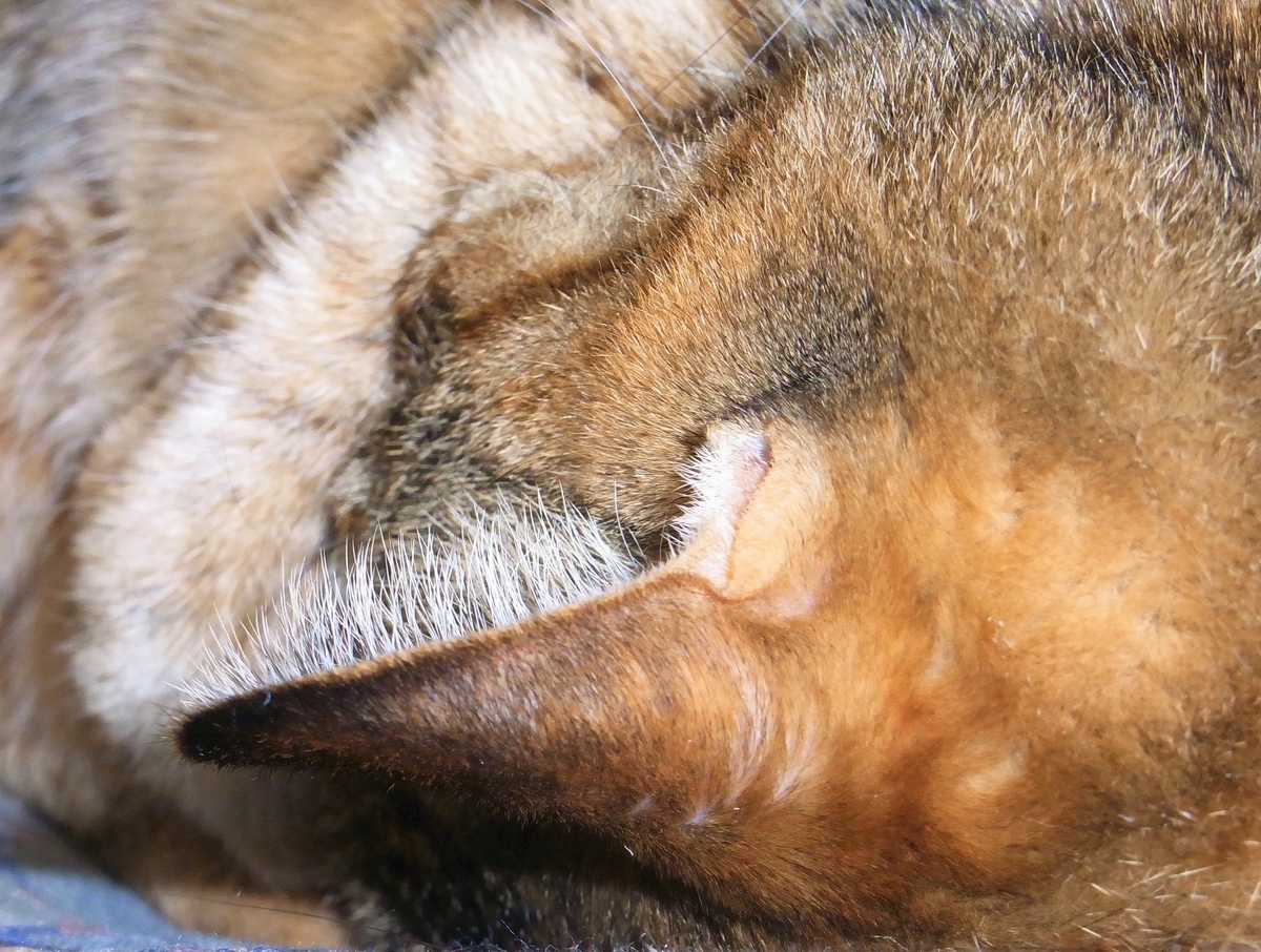 f:id:bibi-kirara:20210326163416j:plain