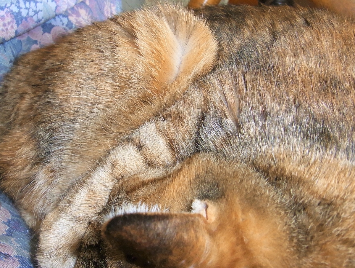 f:id:bibi-kirara:20210326163438j:plain