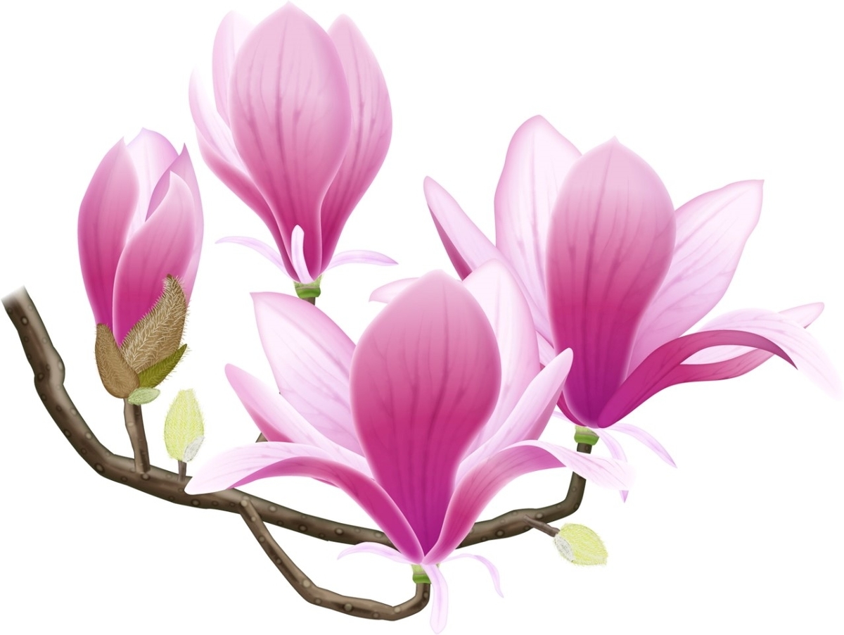 f:id:bibi-kirara:20210401134009j:plain