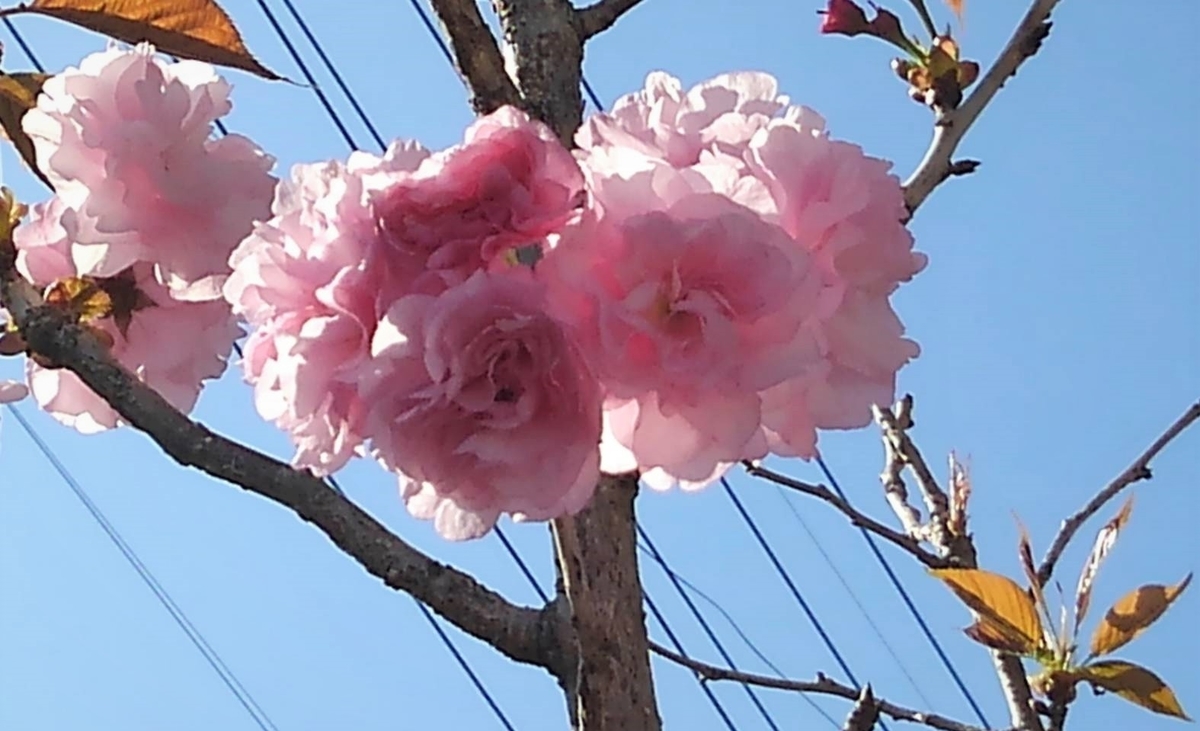 f:id:bibi-kirara:20210408134022j:plain