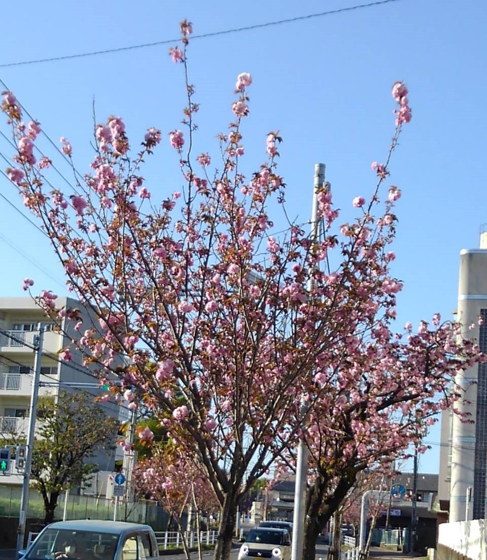 f:id:bibi-kirara:20210408134044j:plain