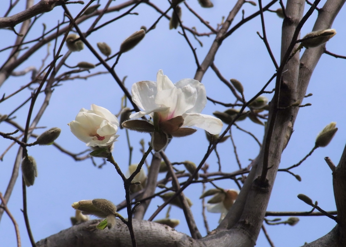 f:id:bibi-kirara:20210412172104j:plain