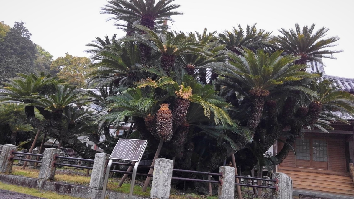 f:id:bibi-kirara:20210413163349j:plain