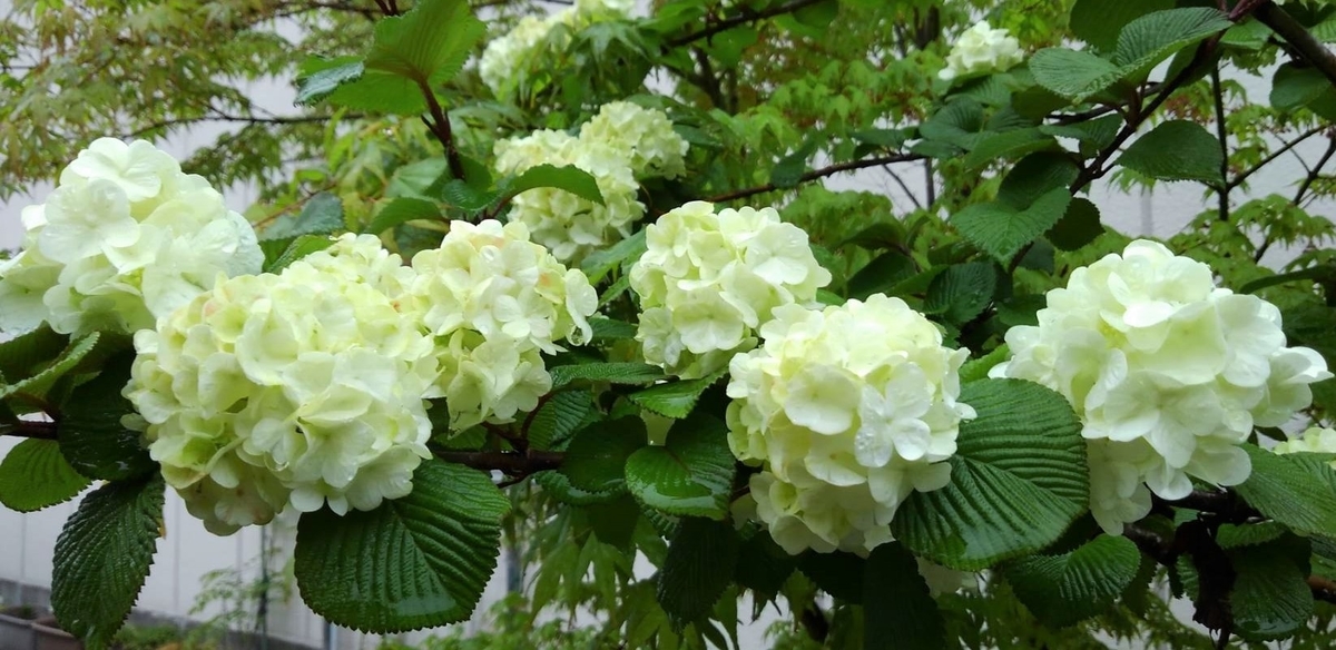 f:id:bibi-kirara:20210416143722j:plain