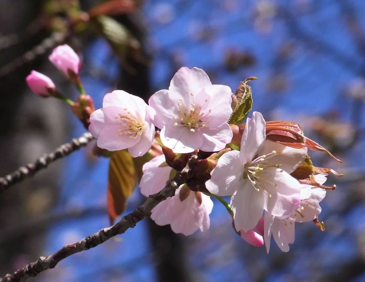 f:id:bibi-kirara:20210421071247j:plain