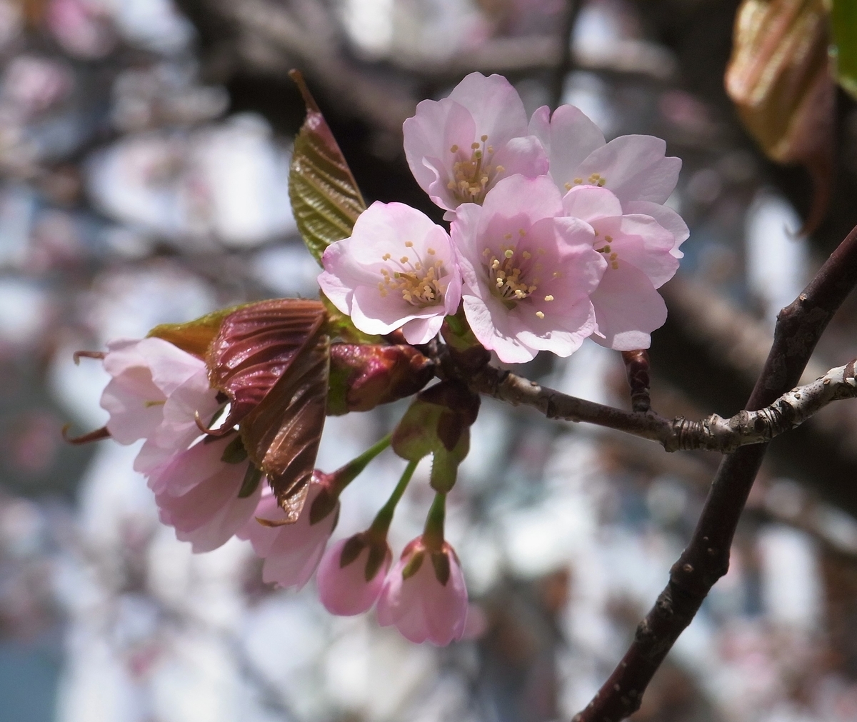 f:id:bibi-kirara:20210421090719j:plain