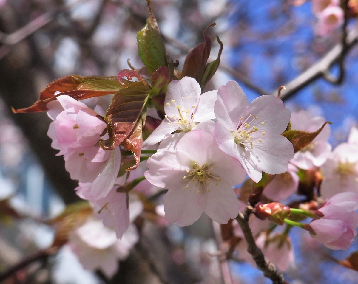f:id:bibi-kirara:20210421091319j:plain