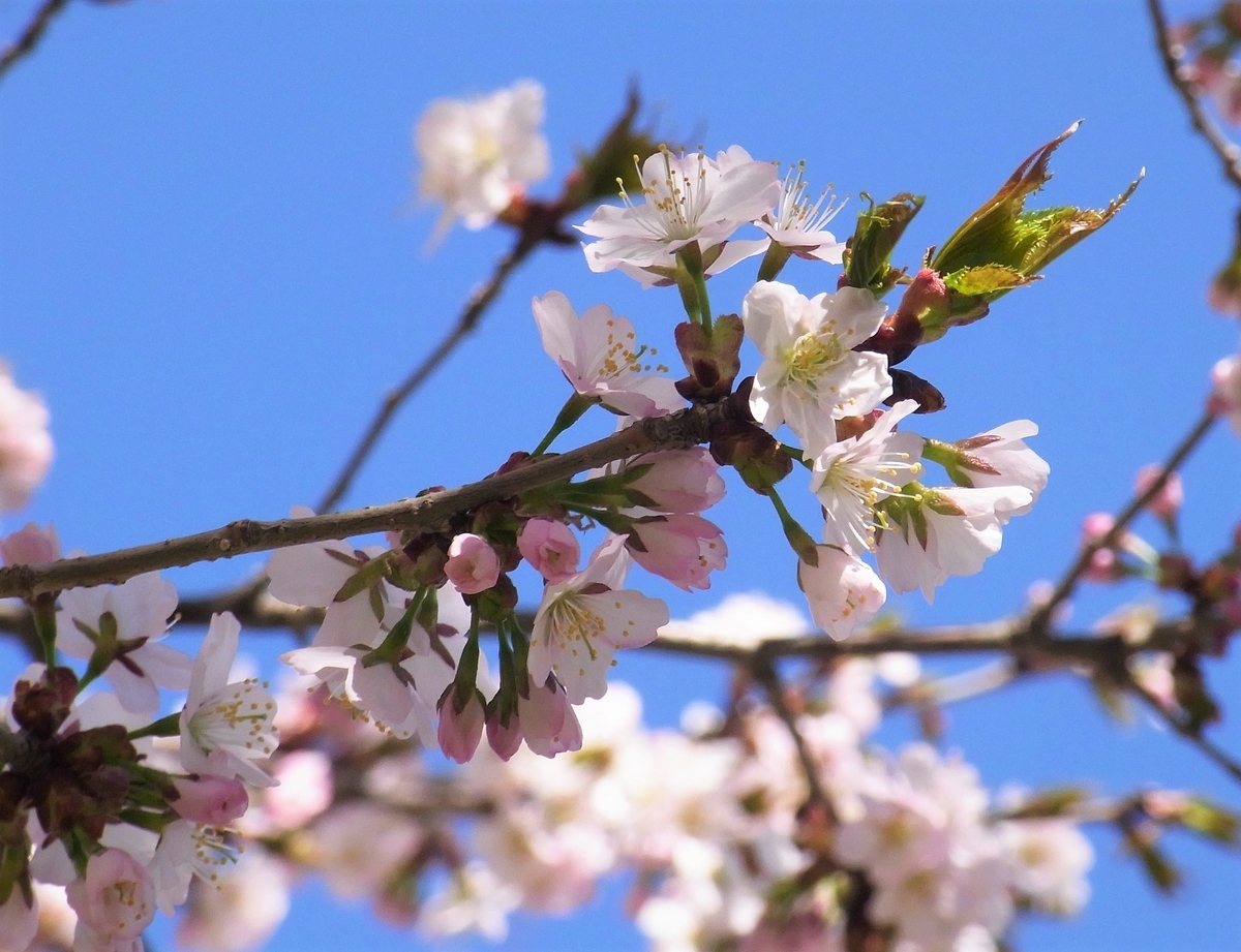 f:id:bibi-kirara:20210421091431j:plain