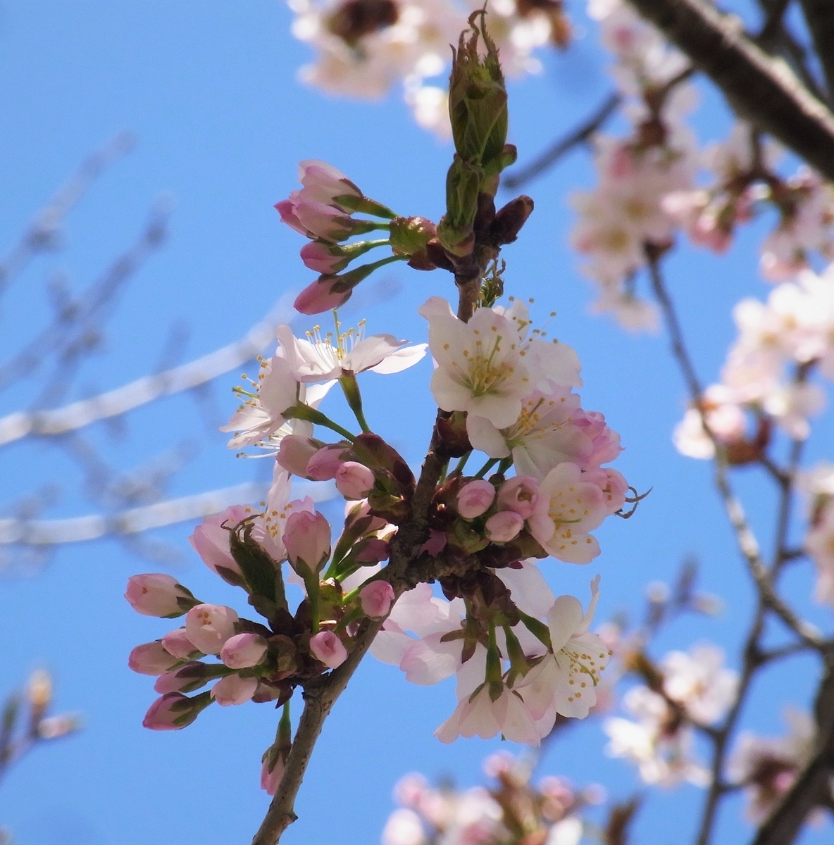 f:id:bibi-kirara:20210421091533j:plain