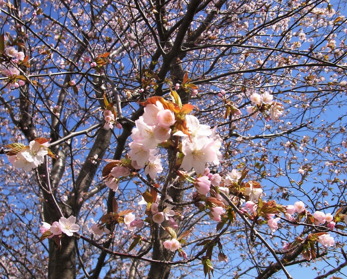 f:id:bibi-kirara:20210421091922j:plain