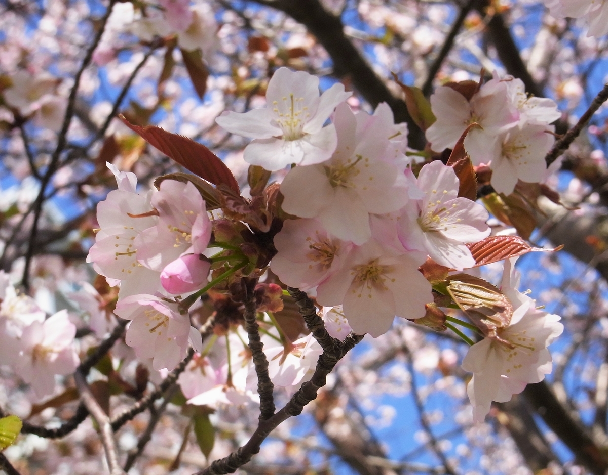 f:id:bibi-kirara:20210423134332j:plain