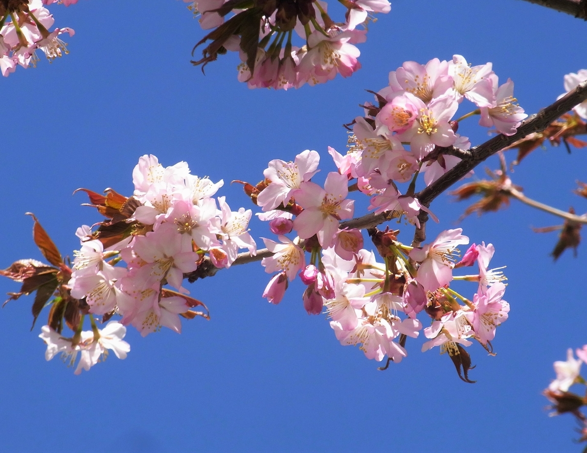 f:id:bibi-kirara:20210423134352j:plain