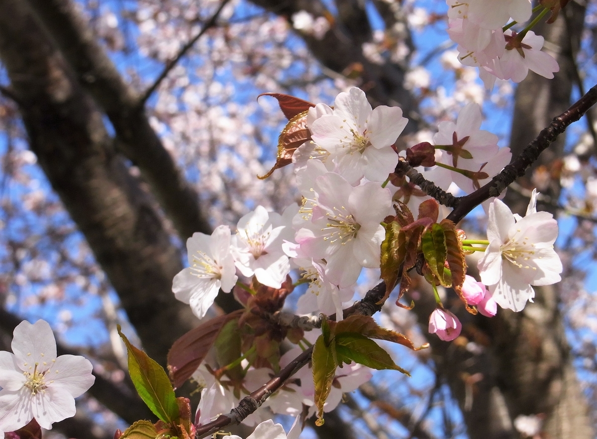 f:id:bibi-kirara:20210423134414j:plain