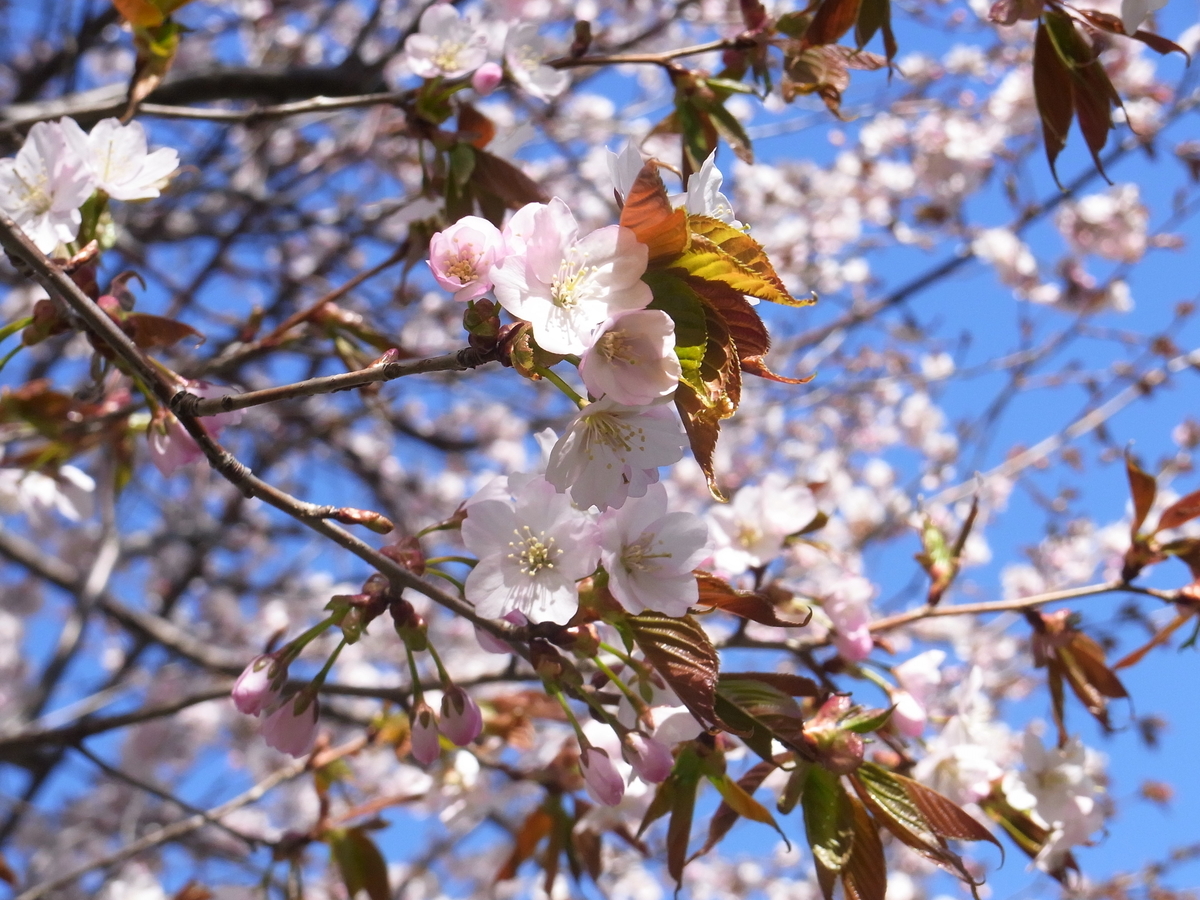 f:id:bibi-kirara:20210423134524j:plain