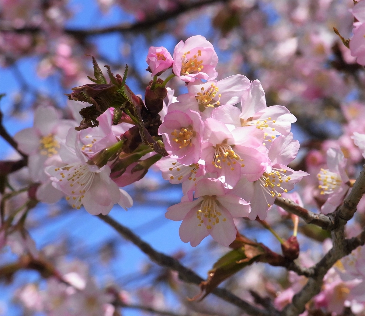 f:id:bibi-kirara:20210423134620j:plain