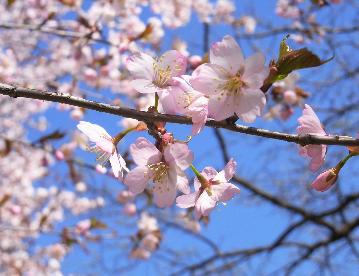 f:id:bibi-kirara:20210423134640j:plain
