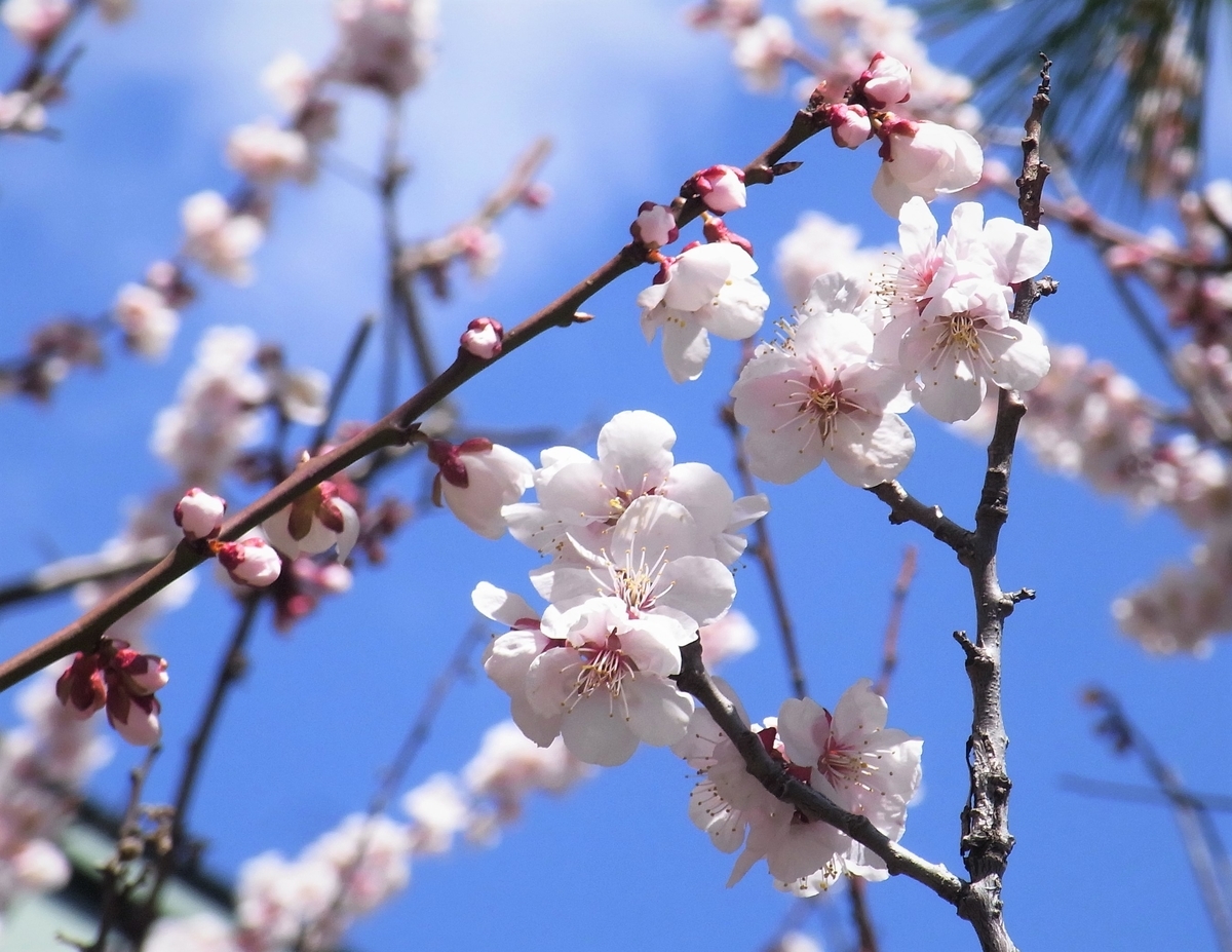 f:id:bibi-kirara:20210426164138j:plain