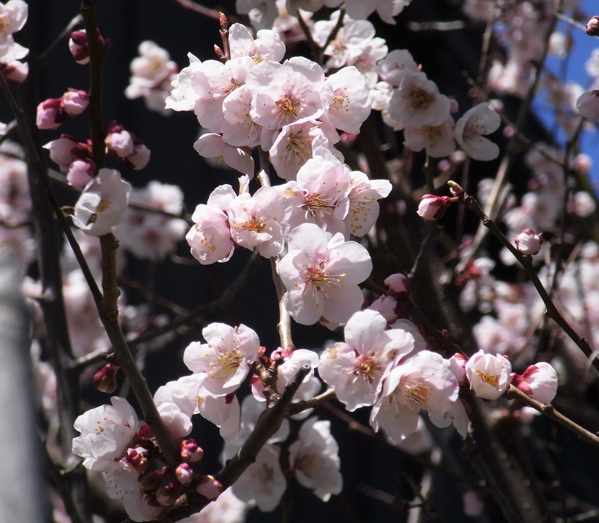 f:id:bibi-kirara:20210426164343j:plain