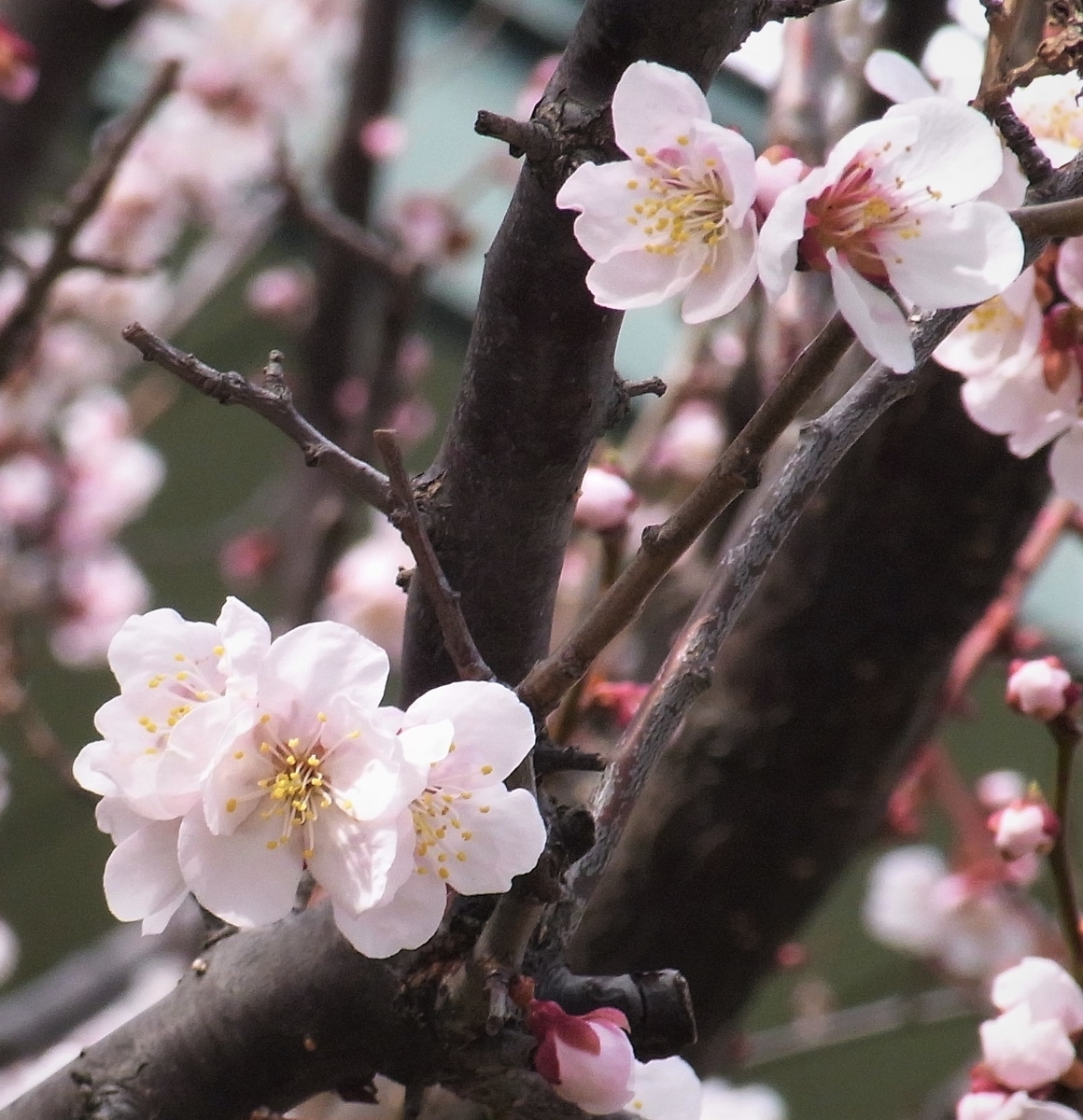 f:id:bibi-kirara:20210426170104j:plain