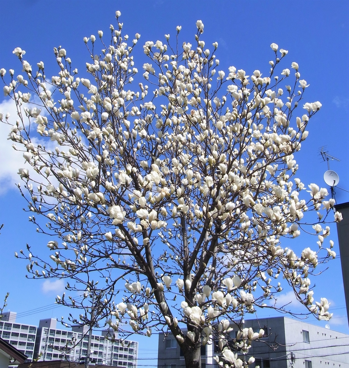 f:id:bibi-kirara:20210427001644j:plain