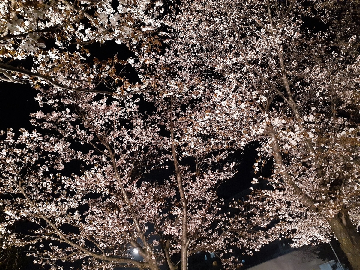 f:id:bibi-kirara:20210427232406j:plain