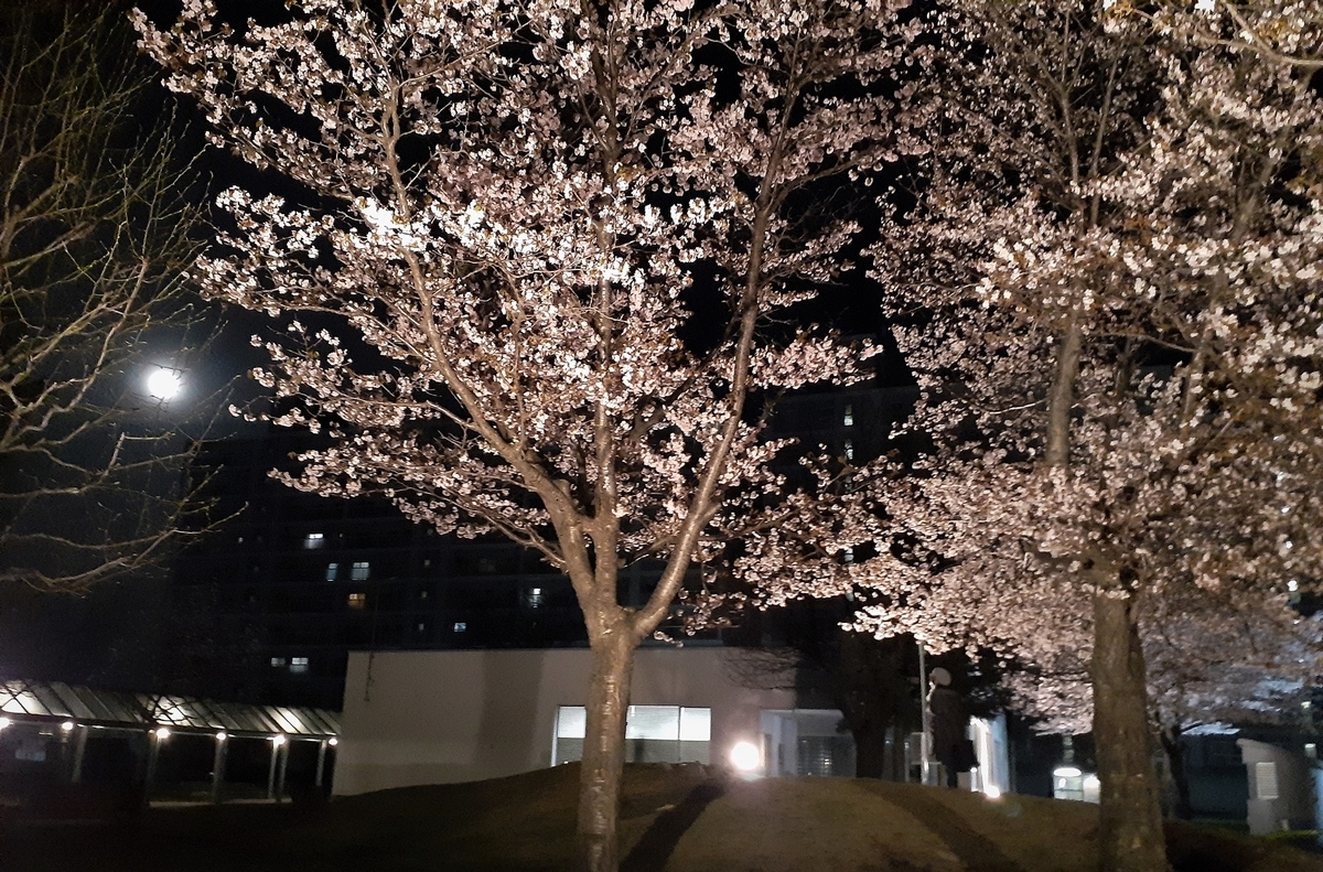 f:id:bibi-kirara:20210427232501j:plain
