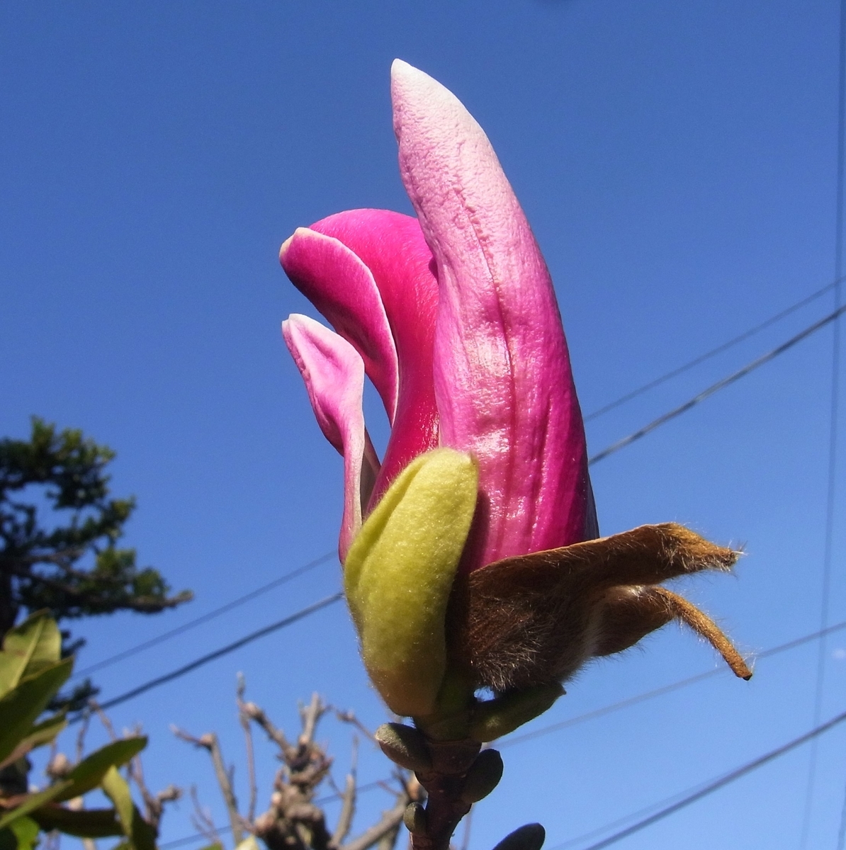 f:id:bibi-kirara:20210430144827j:plain