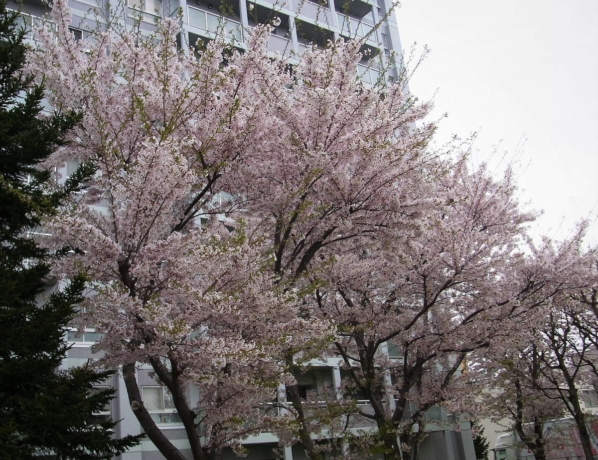 f:id:bibi-kirara:20210502154819j:plain