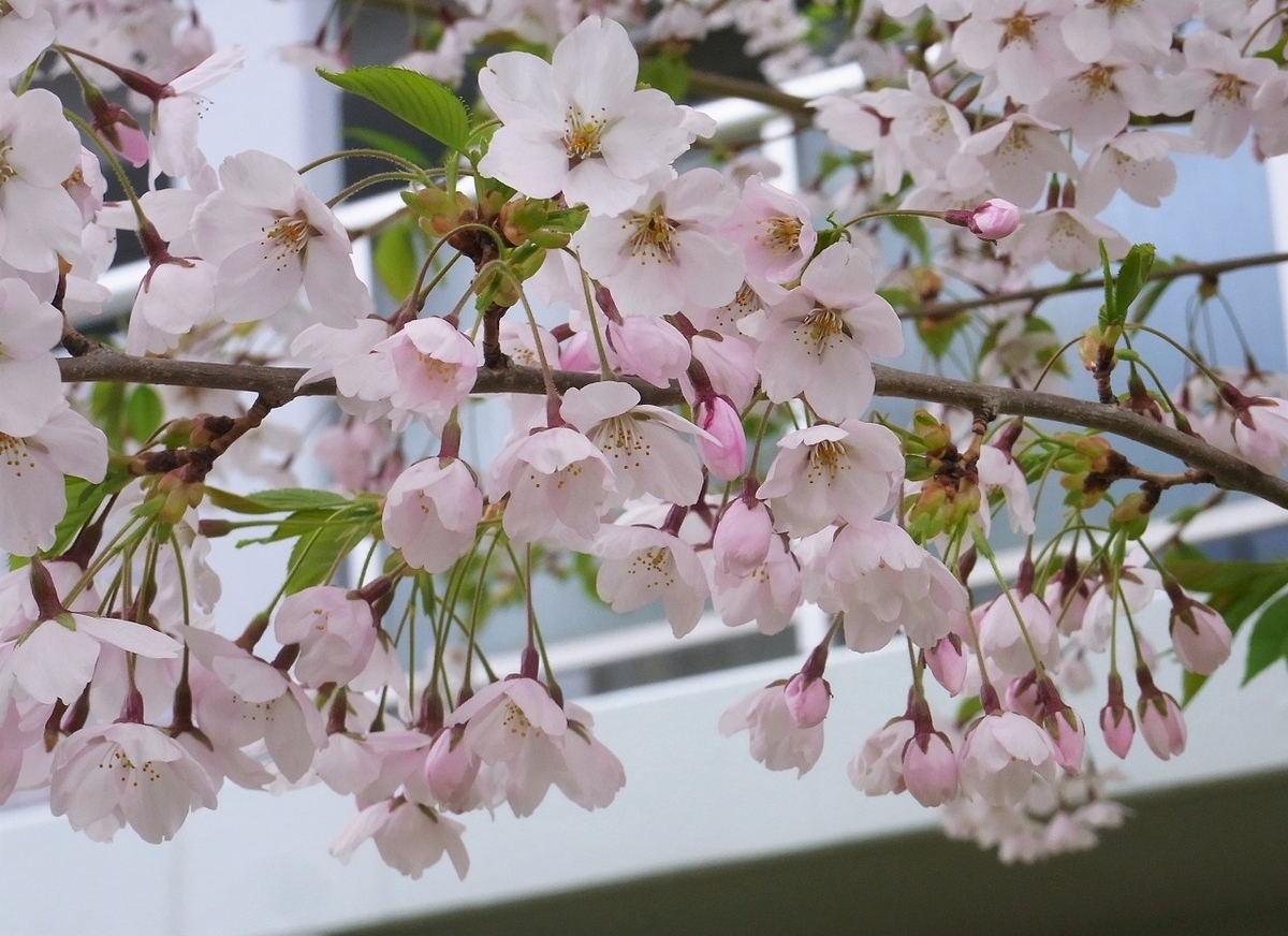 f:id:bibi-kirara:20210502155003j:plain