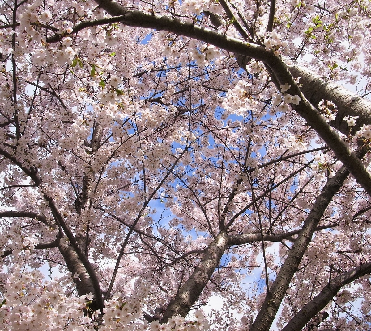 f:id:bibi-kirara:20210502155016j:plain
