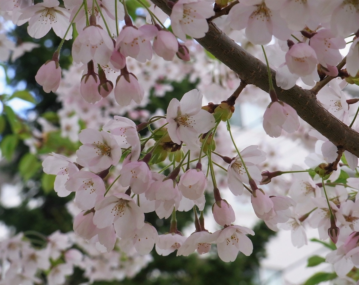 f:id:bibi-kirara:20210502155148j:plain