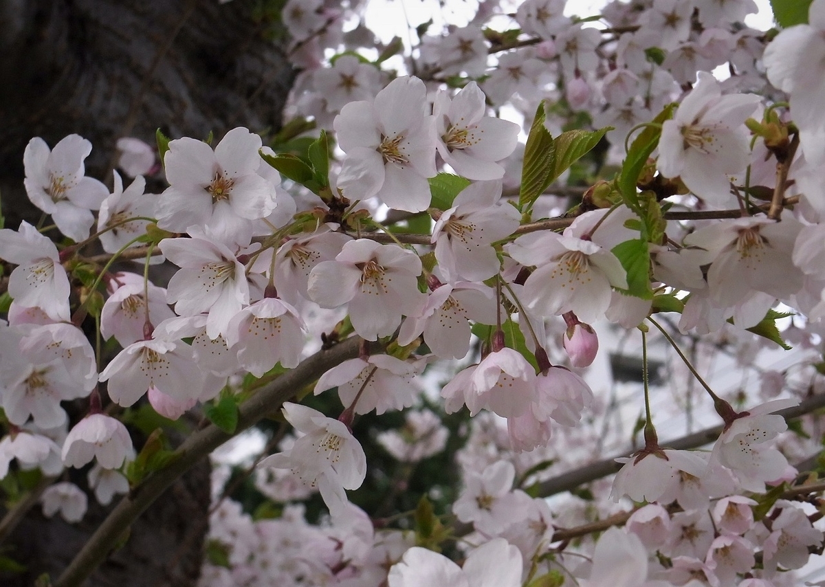 f:id:bibi-kirara:20210502155209j:plain