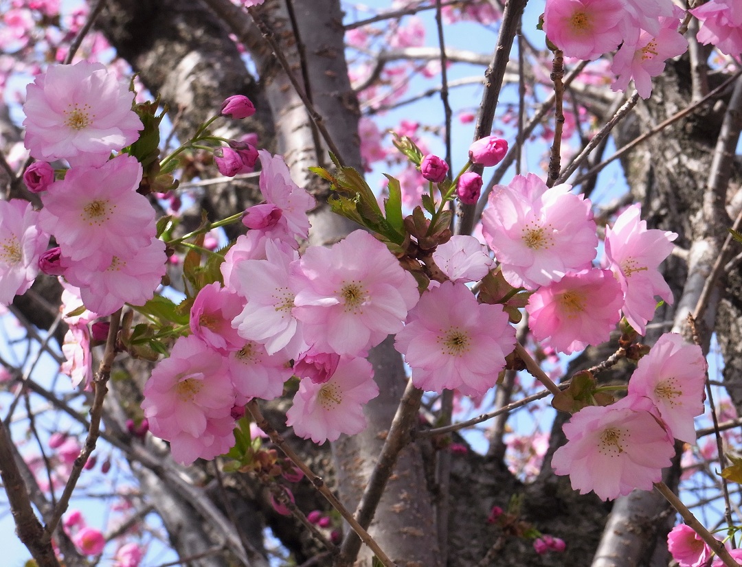 f:id:bibi-kirara:20210504181024j:plain