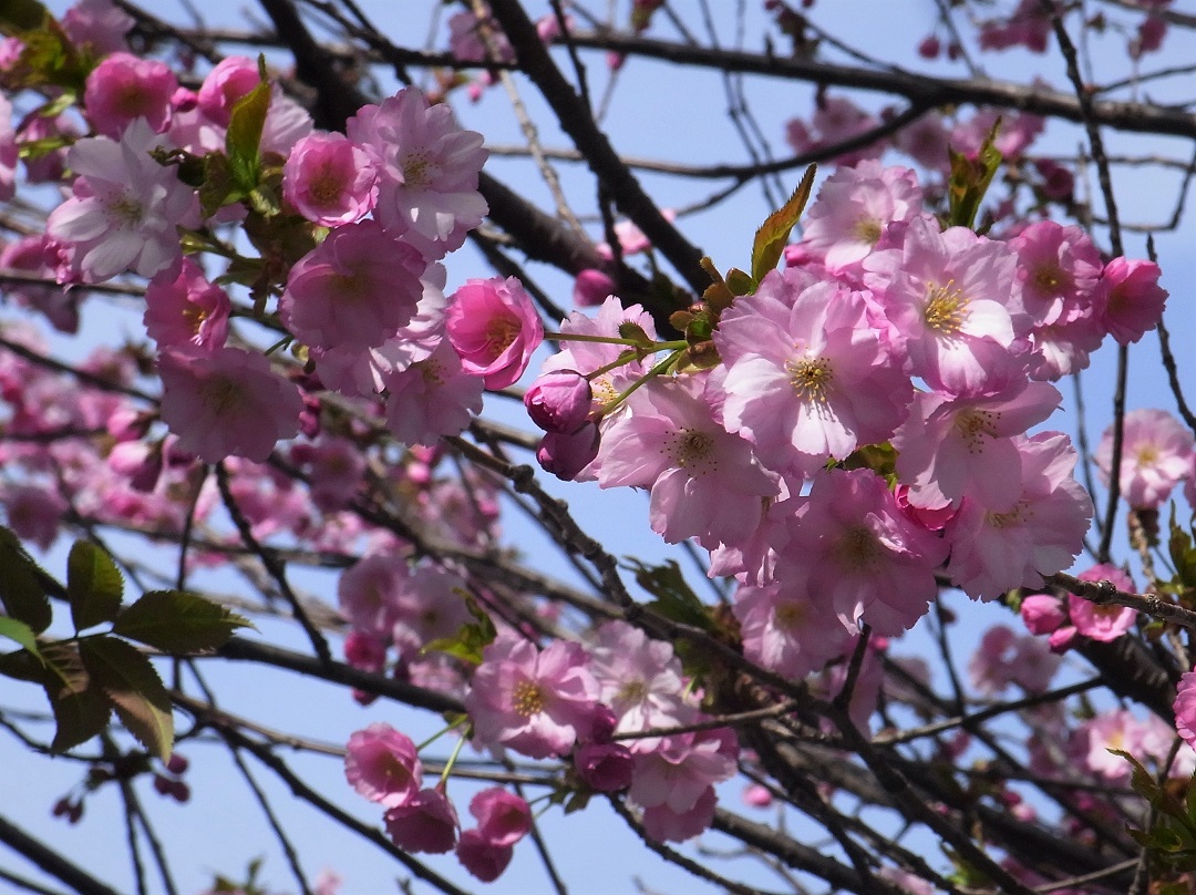 f:id:bibi-kirara:20210504181035j:plain