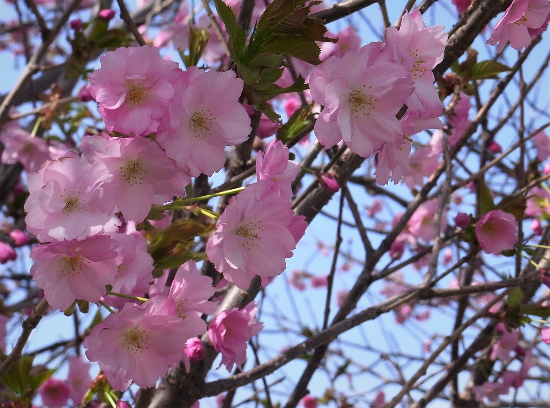 f:id:bibi-kirara:20210504181047j:plain