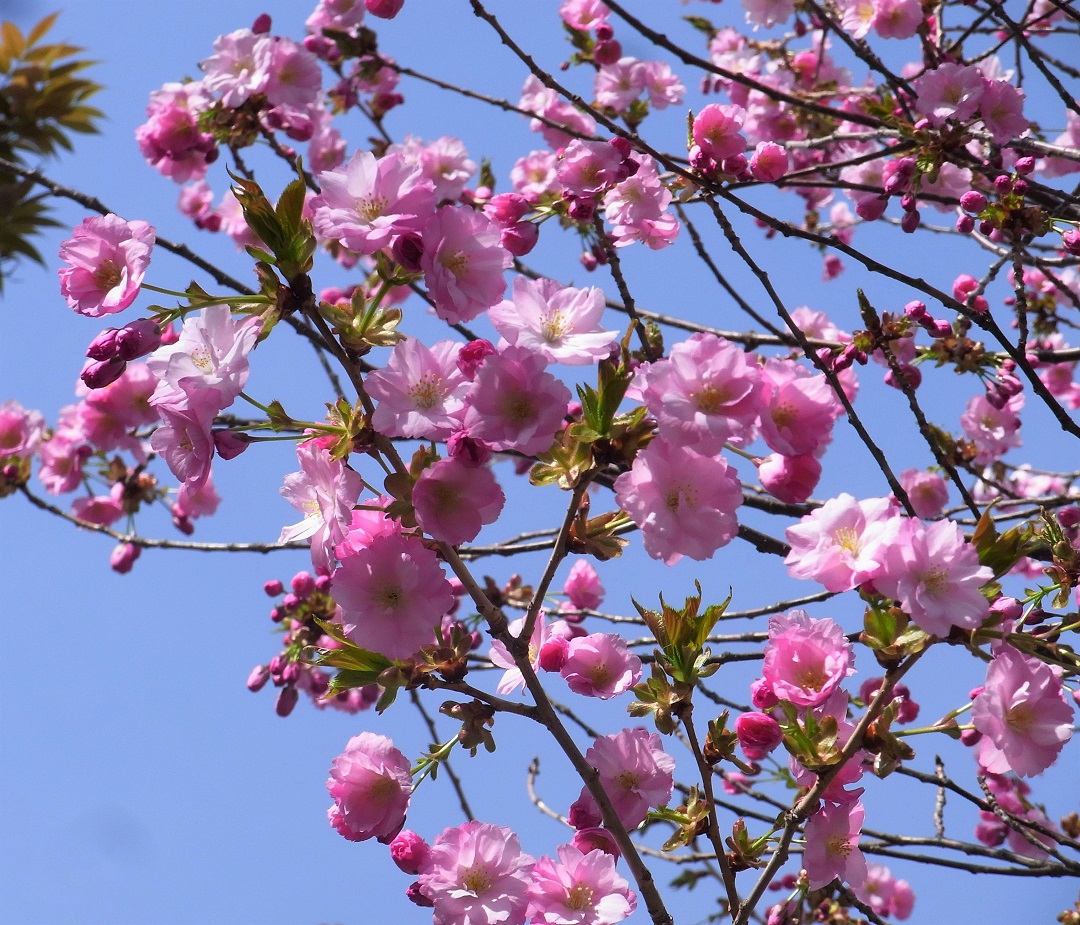 f:id:bibi-kirara:20210504181058j:plain