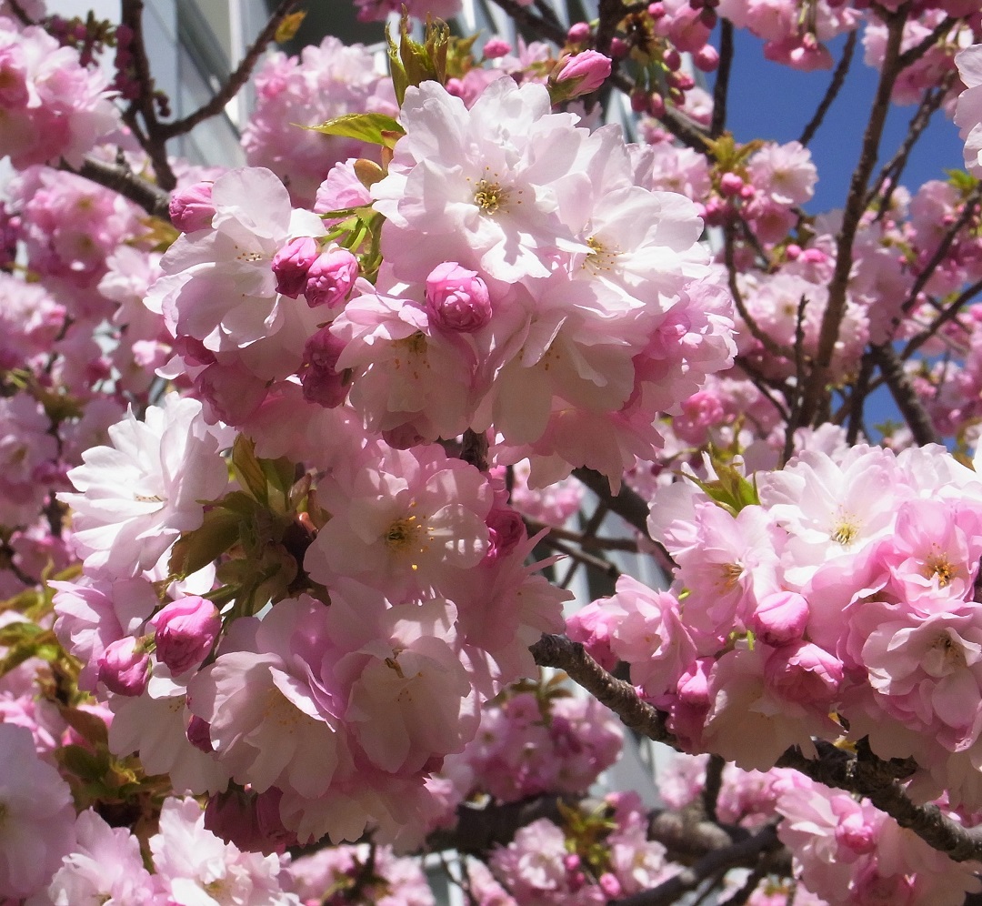 f:id:bibi-kirara:20210507142628j:plain
