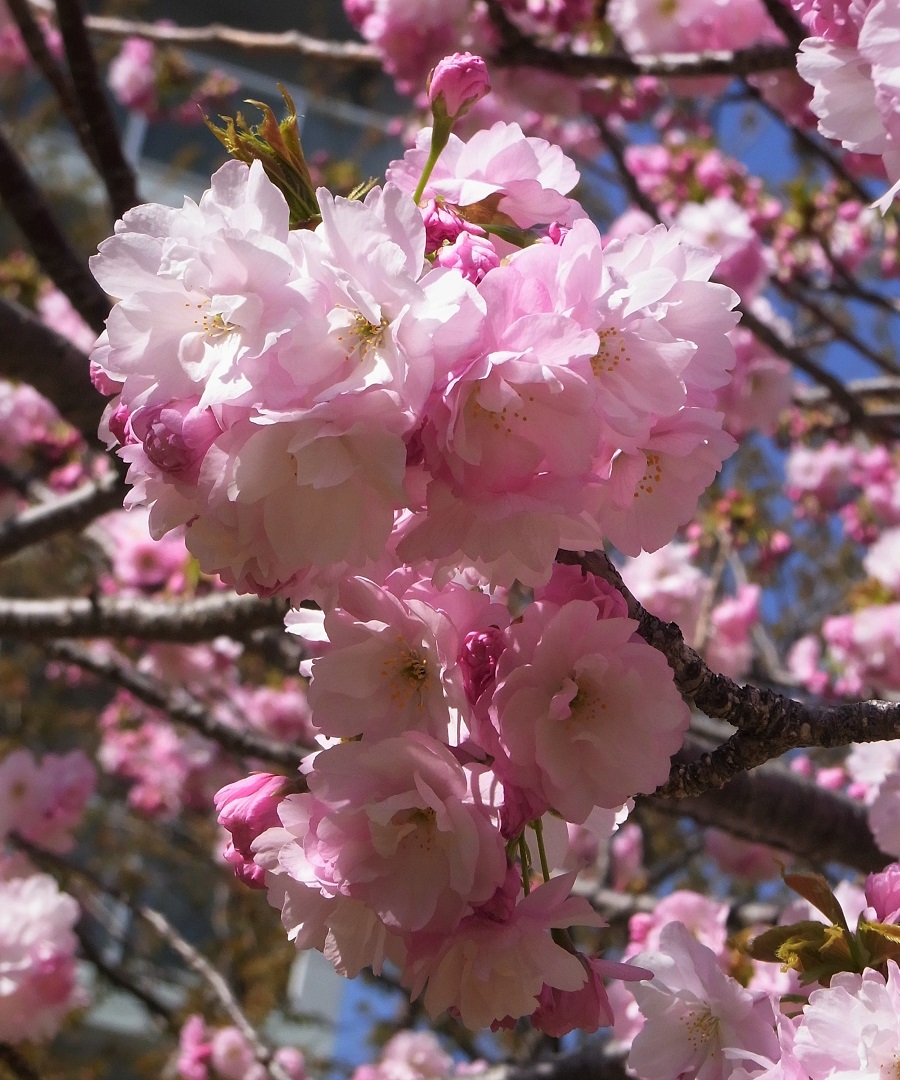 f:id:bibi-kirara:20210507143010j:plain