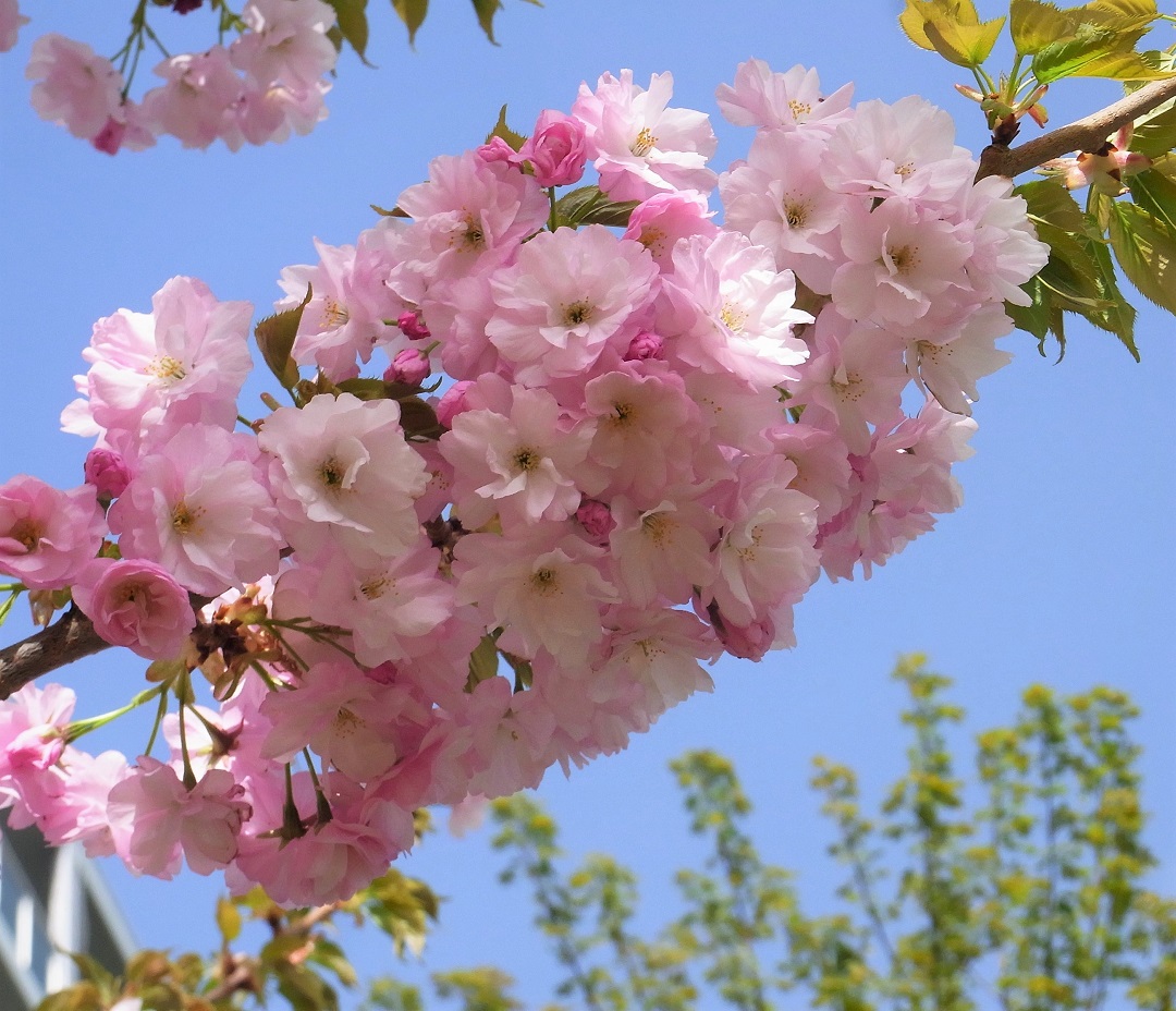 f:id:bibi-kirara:20210510221413j:plain