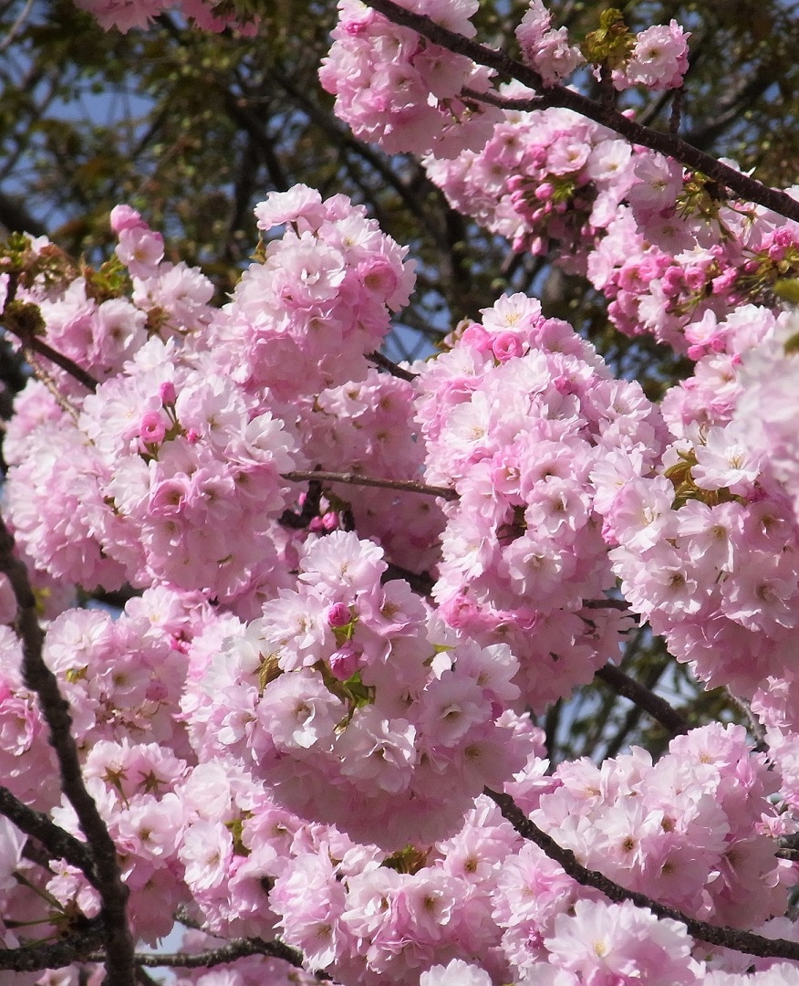 f:id:bibi-kirara:20210510221431j:plain