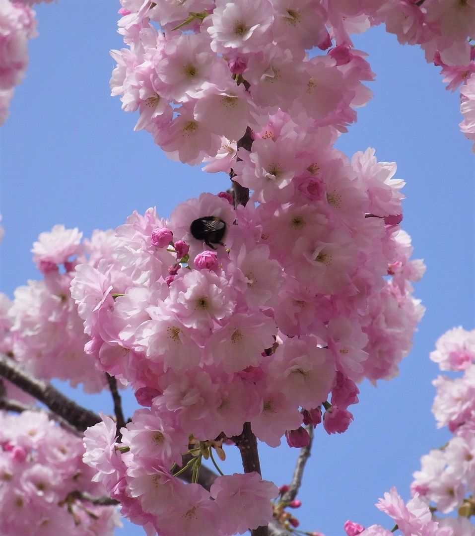 f:id:bibi-kirara:20210510221442j:plain