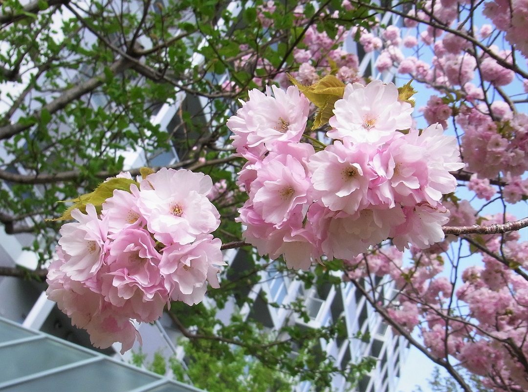 f:id:bibi-kirara:20210510221716j:plain