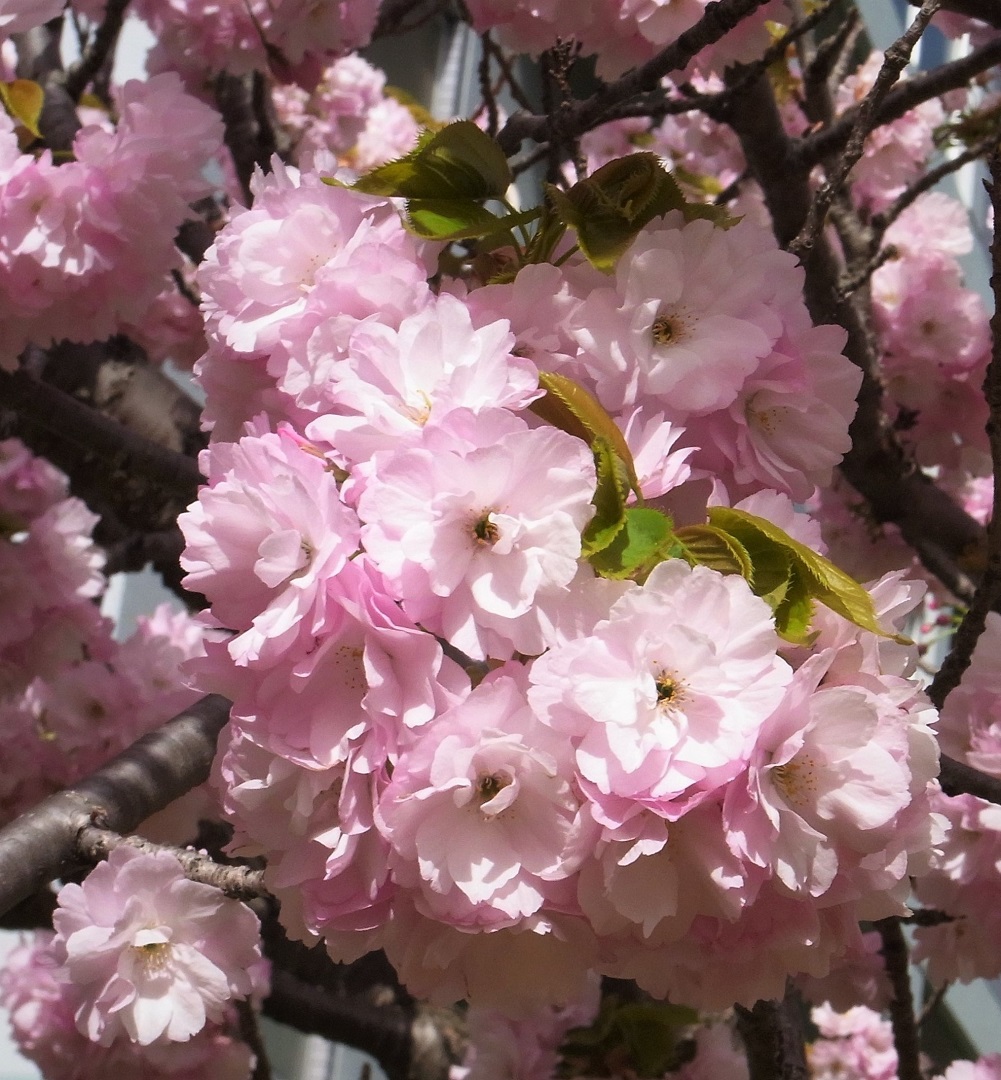 f:id:bibi-kirara:20210510223852j:plain