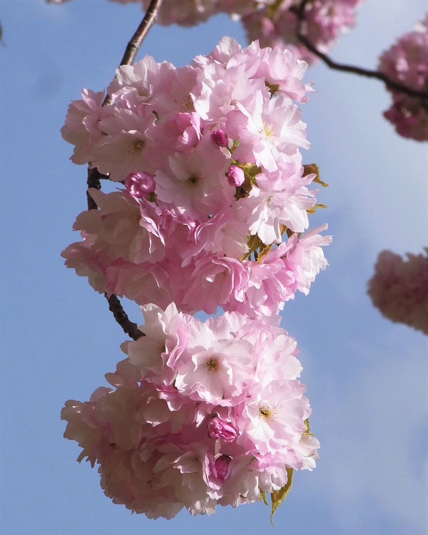 f:id:bibi-kirara:20210510225028j:plain