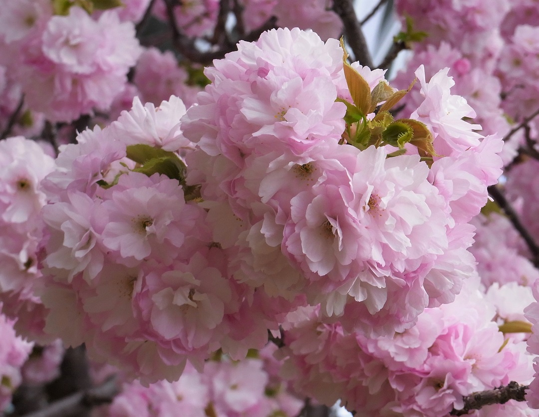 f:id:bibi-kirara:20210511093449j:plain