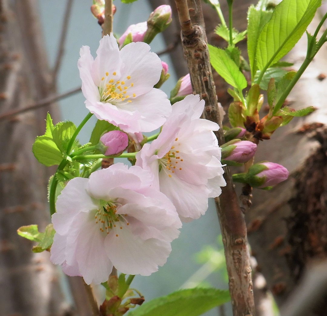 f:id:bibi-kirara:20210513134240j:plain