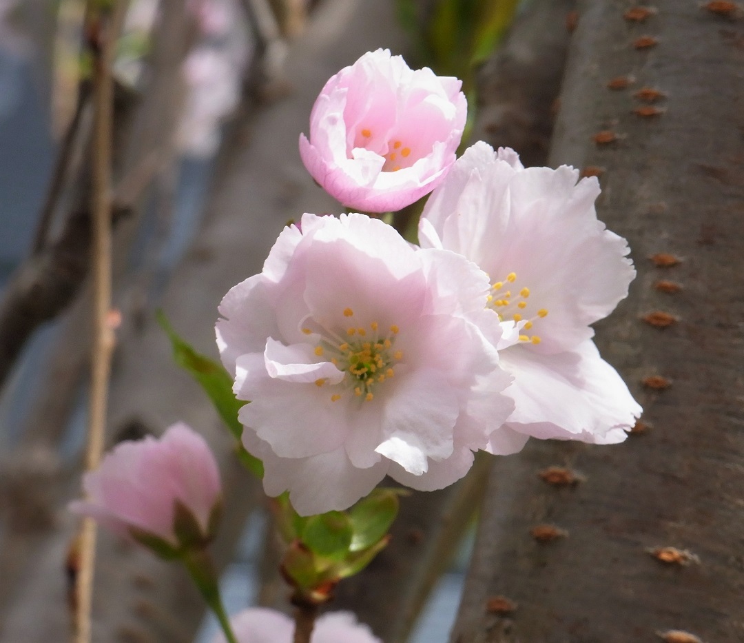 f:id:bibi-kirara:20210513134313j:plain