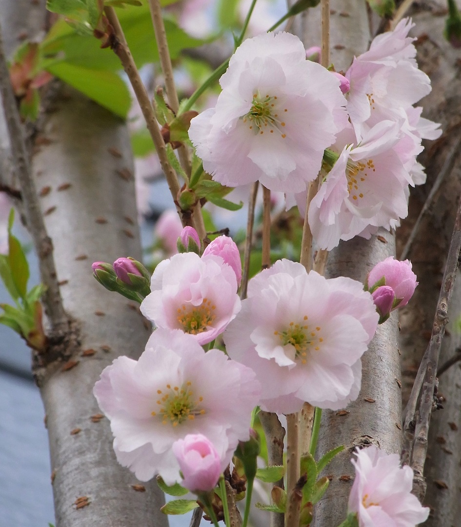 f:id:bibi-kirara:20210513134323j:plain