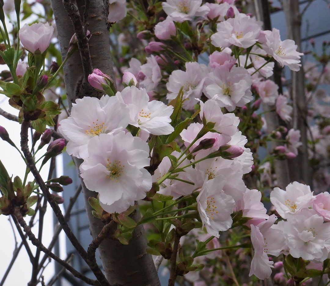 f:id:bibi-kirara:20210513134334j:plain