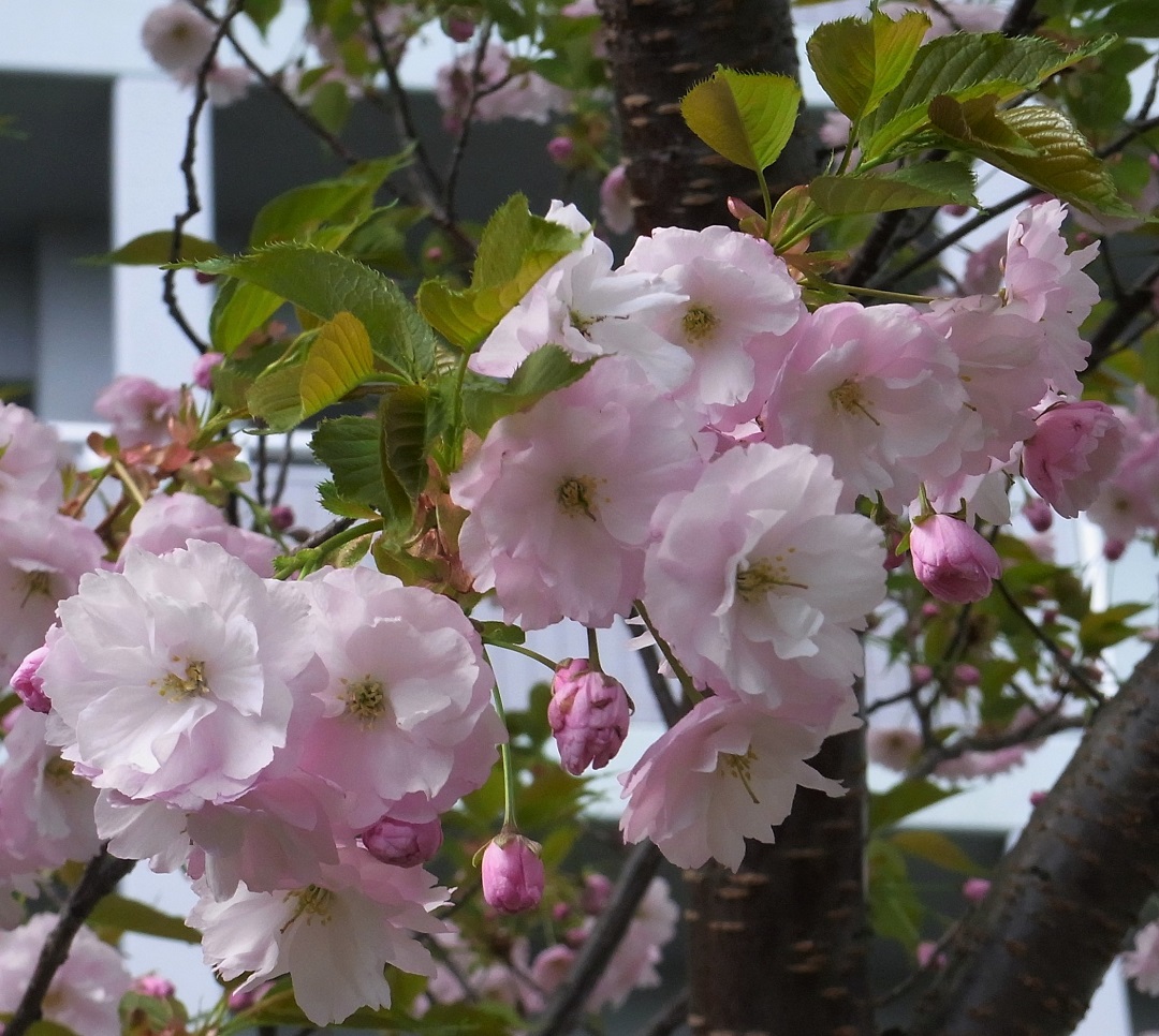 f:id:bibi-kirara:20210515211920j:plain